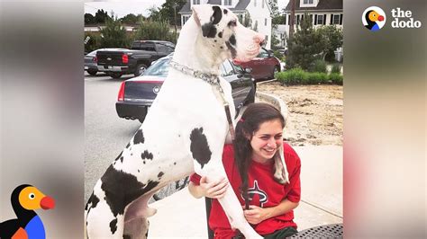 great dane dog knot